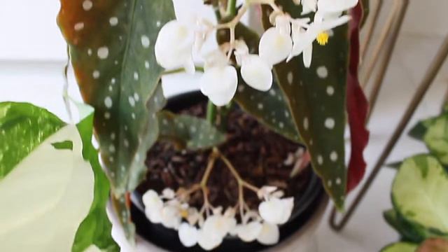 Plant Shopping, Haul #13 Hoyas, Syngonium Albo, Begonia - Challenging Myself as a Plant Mom! смотреть онлайн