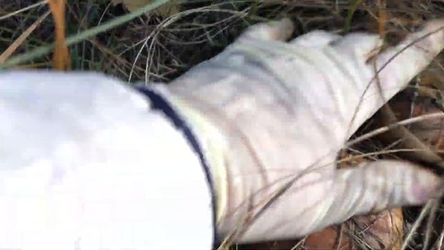 Маслята собираем ., смотреть онлайн