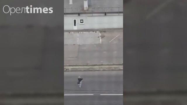 Стаи собак продолжают наводить ужас на жителей Орла смотреть онлайн