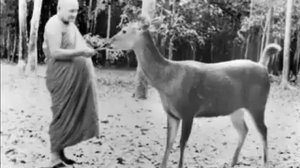 Ajahn Chah - The 4 Noble Truths