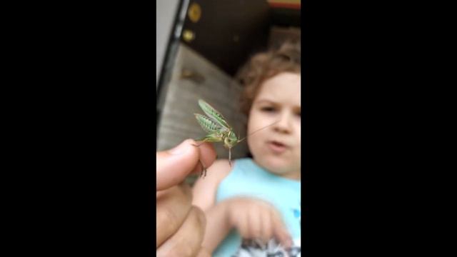 Заметки Юного Натуралиста. Саранча в Якутии смотреть онлайн