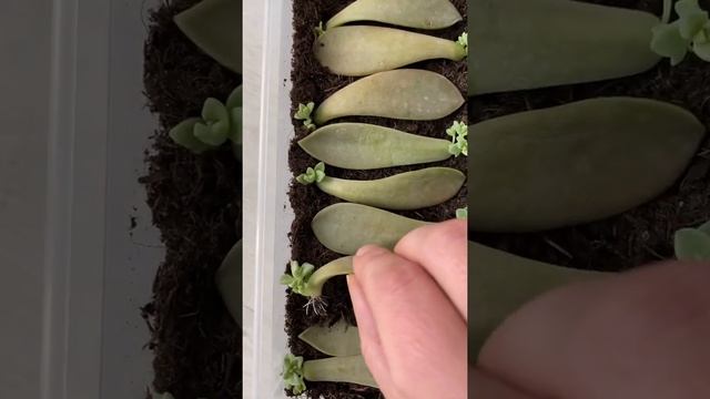 100% Successful Succulents Propagation Graptopetalum Paraguayense Ghosts Plant #shorts