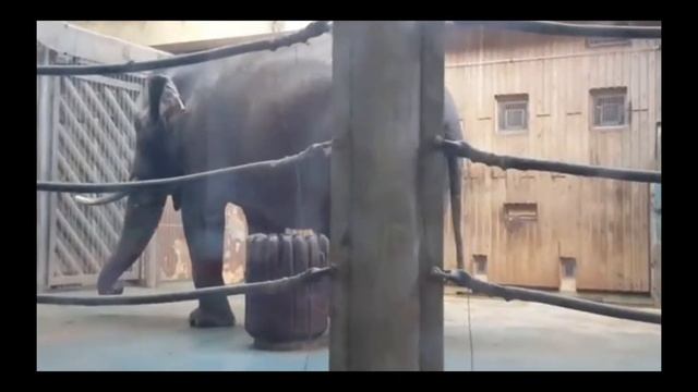 Какой большой письун у слона смотреть онлайн