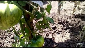 Интересный сорт томата - Шоколадный заяц (мой отзыв)