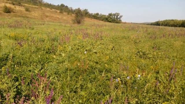 Шалфей в сентябре смотреть онлайн