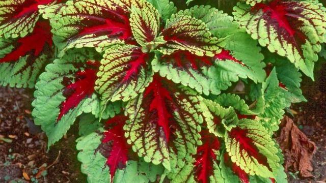 Колеус — особенности ухода в домашних условиях. смотреть онлайн