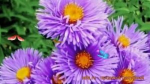 Астра новобельгийская Констанс (aster constance) ? обзор: как сажать, саженцы астры Констанс