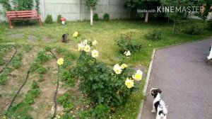 #бивер_йорк#самая_лучшая_собака Бивер Йорк и кот. Два бандита !!!