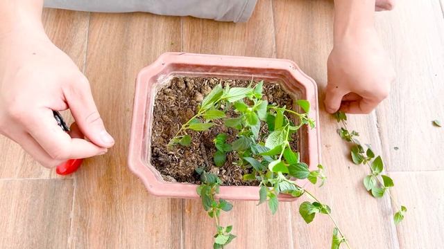 Great tips propagating Five-Color Flower (Lantana camara). Many flowers after 2 months смотреть онлайн
