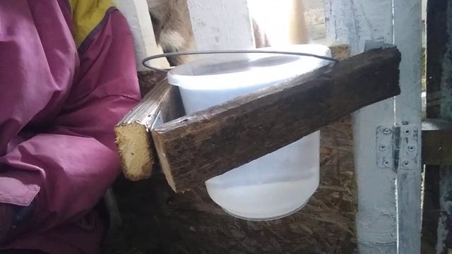 Как приучить козлят к зерну? смотреть онлайн