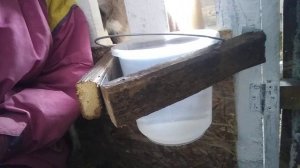 Как приучить козлят к зерну?