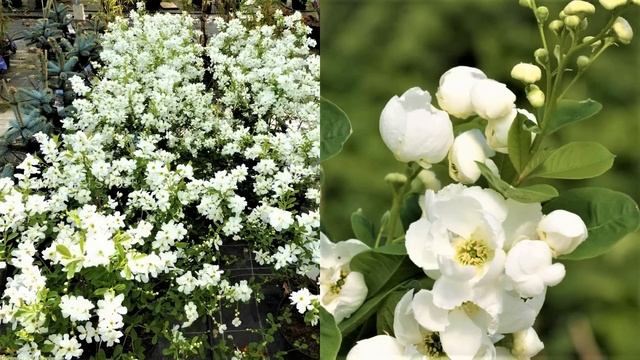 ЭТО РАСТЕНИЕ ЗАТМИТ ЦВЕТЕНИЕМ даже САМЫЕ КРАСИВЫЕ садовые кустарники смотреть онлайн