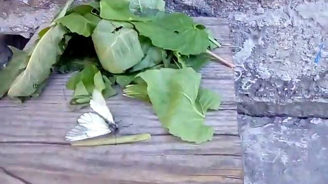 дом для бабочки из листьев смотреть онлайн