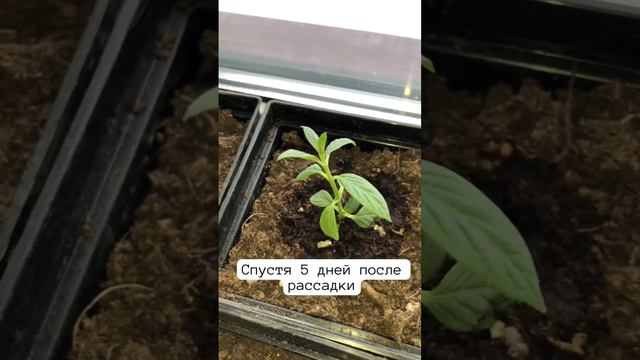 Черенкование гортензии почкой #garden #садсвоимируками #гортензияметельчатая #черенкование