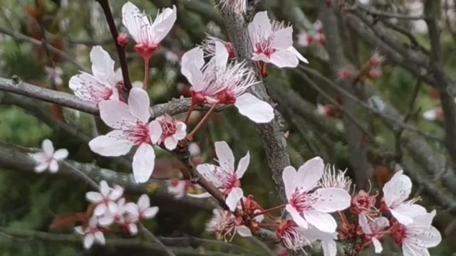 Footage ФУТАЖ 46 СЛИВА РАСТОПЫРЕННАЯ Nigra (Prúnus cerasífera) смотреть онлайн