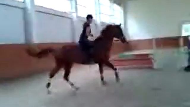 Анна семенова на кобыле Паше смотреть онлайн