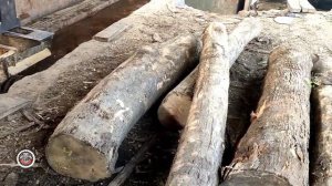 Uproar || Sawing Black Teak Wood is Full of Beauty and Surprises at the Sawmill