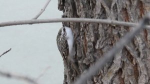 Обыкновенная пищуха