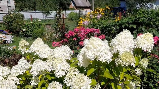 Метельчатые гортензии, лиатрисы, лаванда и другие... смотреть онлайн