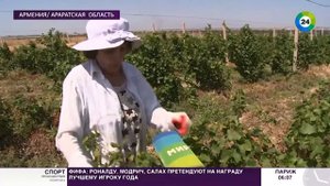 Армянский виноград. В Армении открылся сезон виноделья.