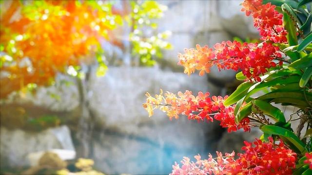 Музыка, пение птиц и чудесная природа