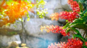 Музыка, пение птиц и чудесная природа