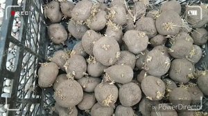 Посадка картофеля в июле.Сорт которого боятся вредители!!! Киви-Супер Мутант!!!