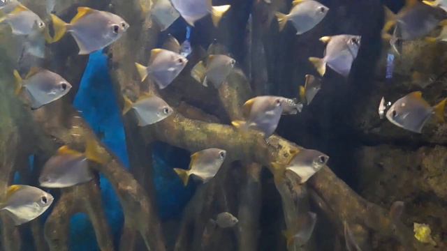 Адлерский океанариум. Алиса кормит рыбок.Застряла черепаха. Рыба-пришелец! смотреть онлайн