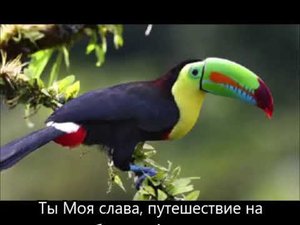 Ты Моя слава, путешествие на небесную Амазонку