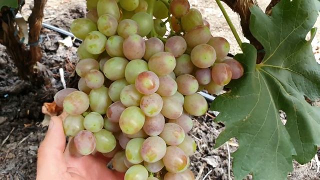 Ефект ОМ і сіянець 33/1 смотреть онлайн