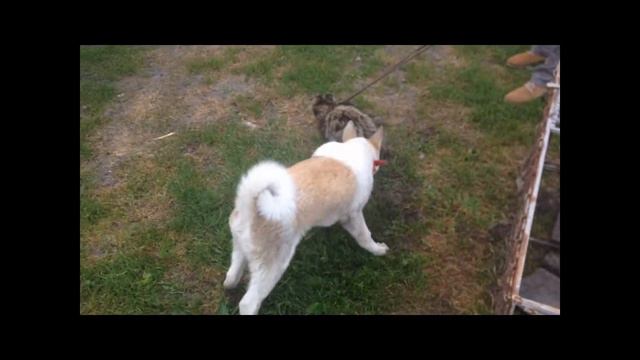 Лайка перша притравка по єноту смотреть онлайн