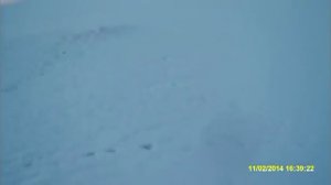 Охота с ягдтерьером на лису