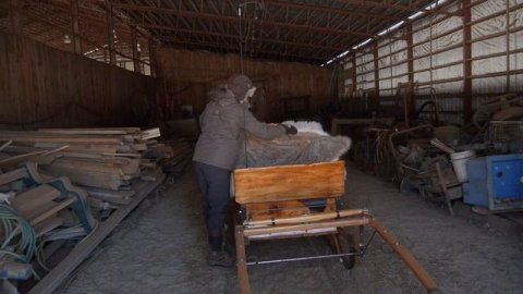 Haflinger sleigh riding during Gatineau Quebec's winter, a short story