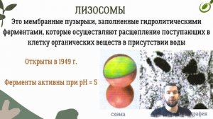 Л.13 | ЦИТОПЛАЗМА И ОДНОМЕМБРАННЫЕ ОРГАНОИДЫ КЛЕТКИ | ОБЩАЯ БИОЛОГИЯ ЕГЭ