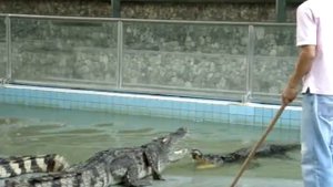 Шоу крокодилов. Часть 1. Приготовления.
