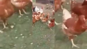 КАК курачки бегает вокруг сарая а КОШКА смотрит за курачками