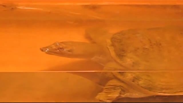 наземная и морская черепахи