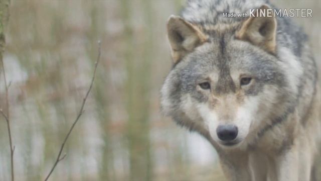 Красивое животное-волк! смотреть онлайн