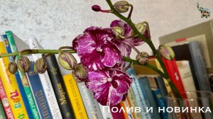 Полив орхидей и новинка в коллекции 😉 #уходзаорхидеями #фаленопсис #phal #орхидеябиглипшоколад