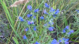 Иссоп- лекарственное растение