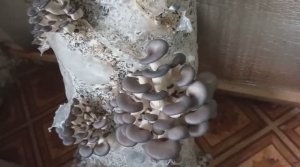 Грибы растут как грибы... Вешенки - 4-й сезон.