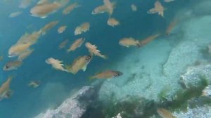 Магадан. подводная охота в охотском море