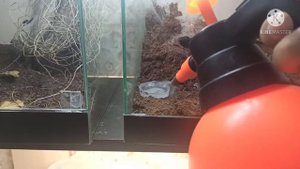 Паук-птицеед Chilobrachys sp. vietnam blue.Вечно в окопе.