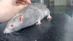 Шпулька красавица