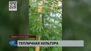 За выращивание конопли и изготовление наркотика задержана хозяйка городского подворья