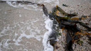 Бухта Ежовая. Врангель, Находкинский район. Путешествия по Приморскому краю.
