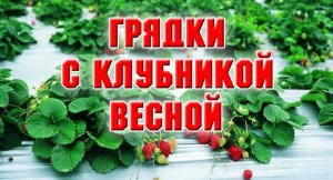 Что я делаю с клубничными грядками весной.mp4