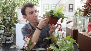 Плотоядные растения: венерина мухоловка, росянка, непентес, саррацения, жирянка. Сергей Куницын