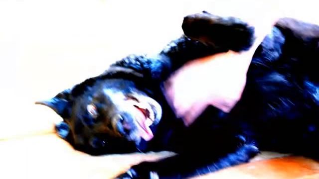 podari mne sobaku смотреть онлайн