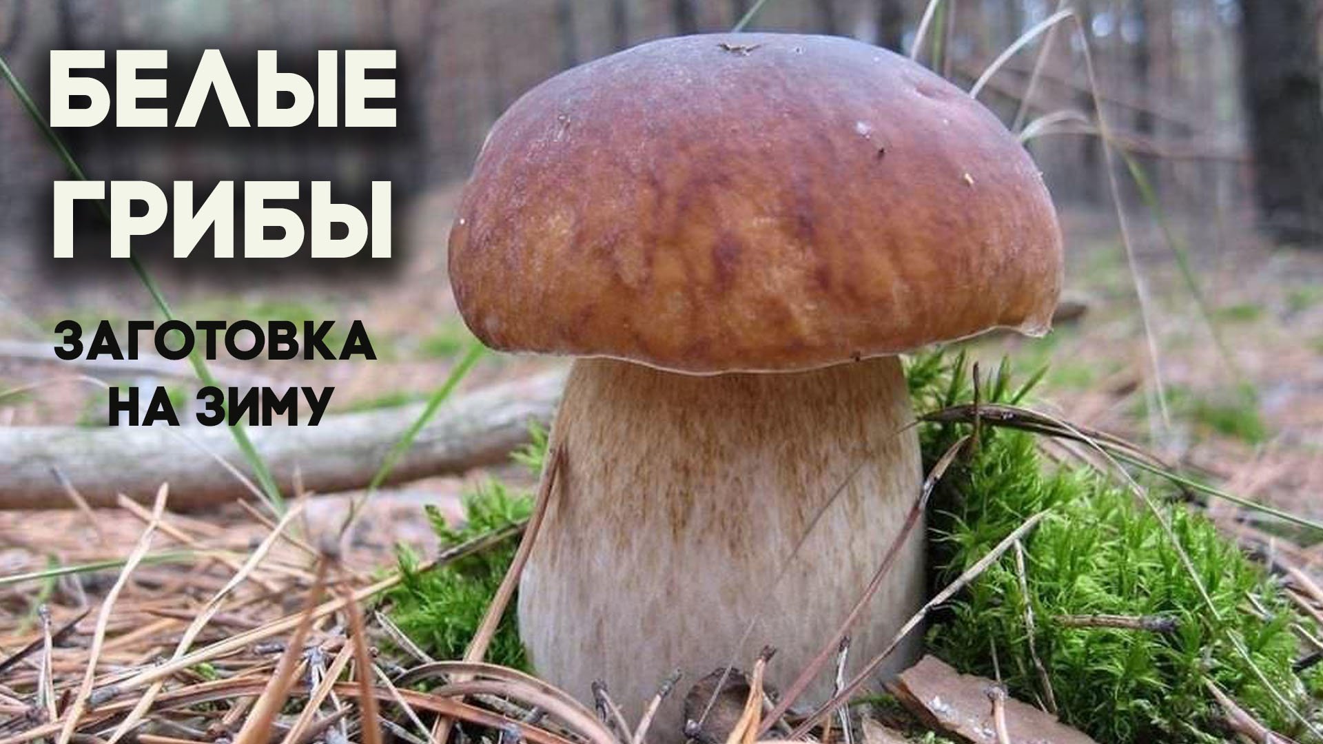 Все белые грибы. Белый гриб Боровик. Boletus edulis – белый гриб. Гриб белый Боровик обабок. Ложный Боровик белый гриб.